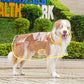📢New Arrivals 50% OFF🐕 Transparent Waterproof Dog Raincoat – Keep Your Pup Dry & Visible on Rainy Walks 🌧️