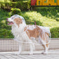 📢New Arrivals 50% OFF🐕 Transparent Waterproof Dog Raincoat – Keep Your Pup Dry & Visible on Rainy Walks 🌧️